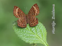 Prachtvlinders [Riodinidae]